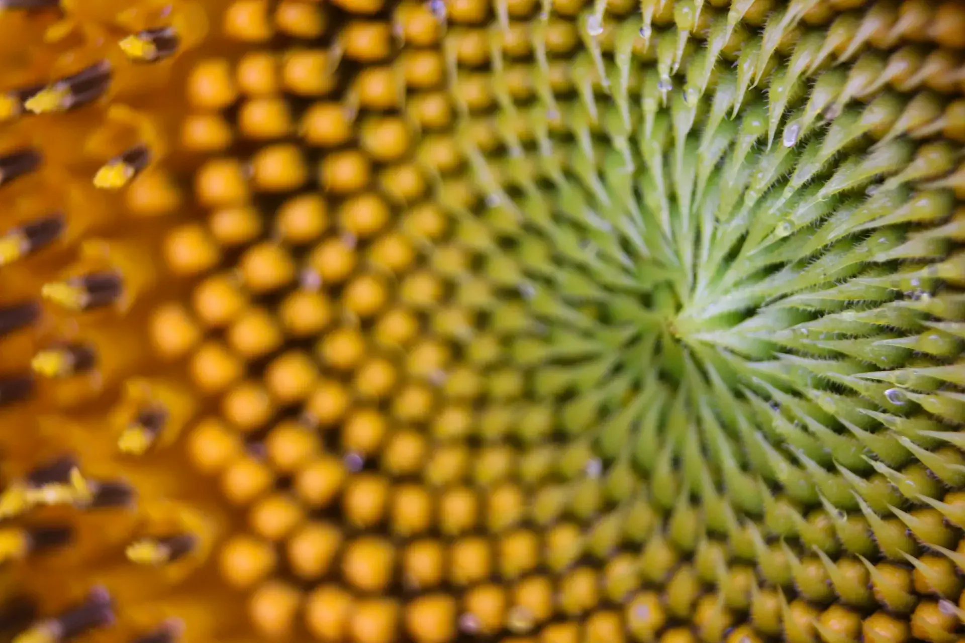 Chris Greninger Tdrihy5zb9q Unsplash