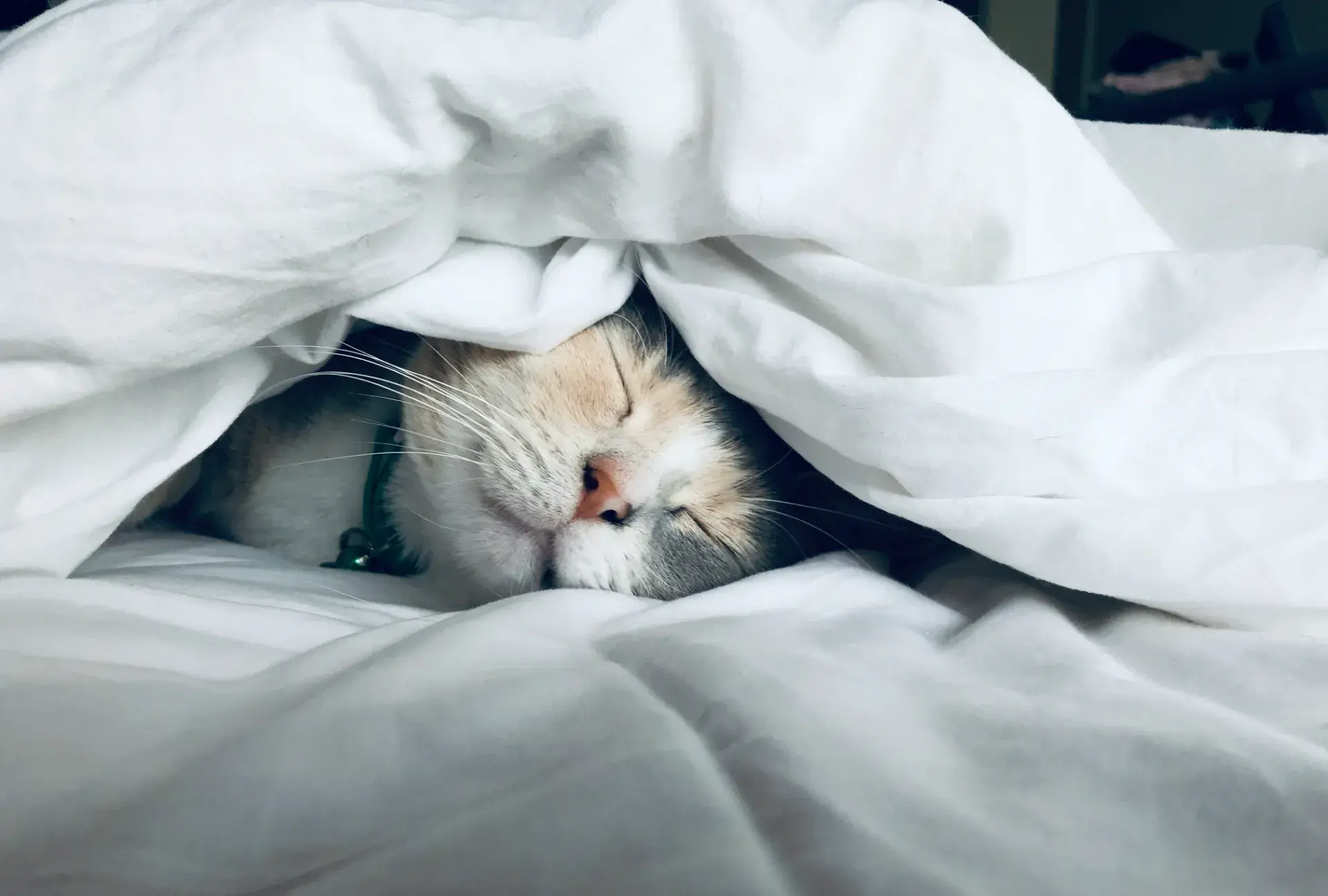 Kate Stone Matheson Uy5t Cjuik4 Unsplash